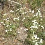 Wildflowers on Mt. Falcon